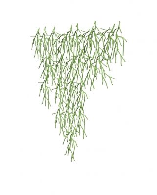 Algue Partition /Algae decorative elements Vitra